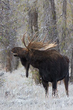 Trophy Bull Moose - SHMS00582