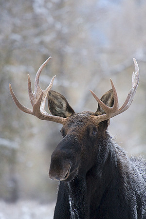 SHMS00428 Shiras Moose