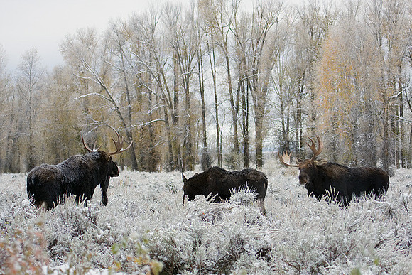 SHMS00452 Shiras Moose