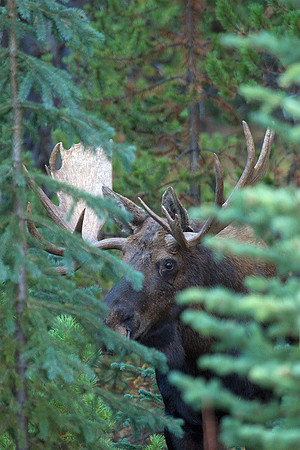 SHMS00214 Shiras Moose