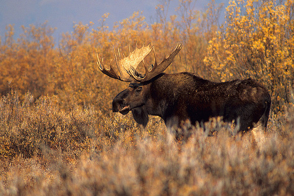 SHMS452128 Shiras Bull Moose Calling