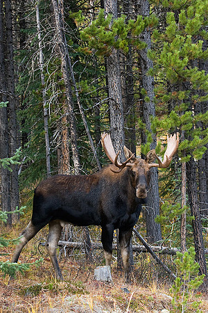 SHMS00108 Shiras Moose