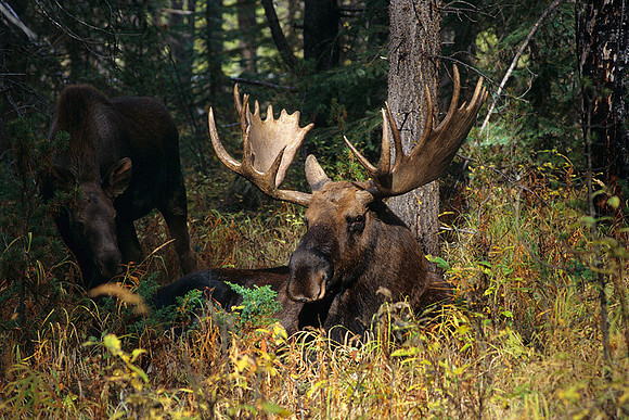 SHMS452243 Shiras Bull Moose, Curious Calf