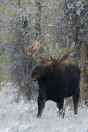 SHMS00606 Shiras Moose
