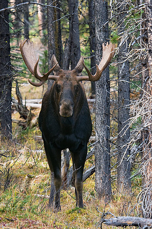 SHMS00113 Shiras Moose