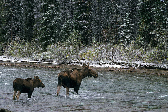 SHMS452335 Shiras Cow Moose and Calf