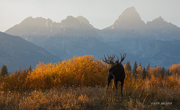 SHMS02266 - Shiras Moose