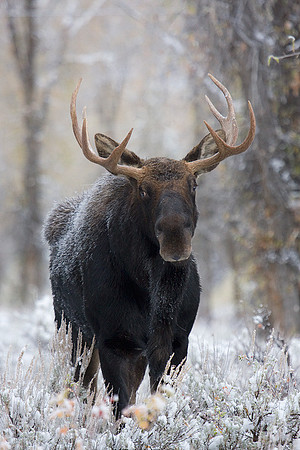 SHMS00483 Shiras Moose