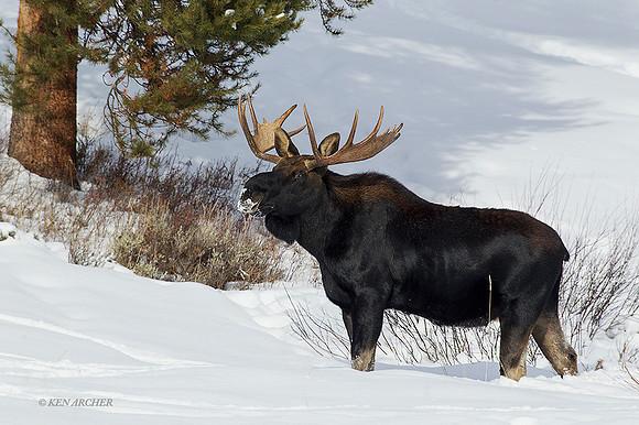 SMWR00602 - Shiras Moose