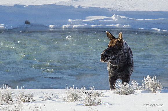 SMWR00128 - Shiras Moose