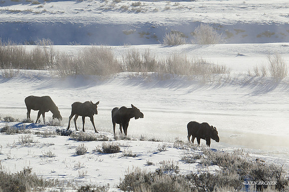 SMWR00100 - Shiras Moose