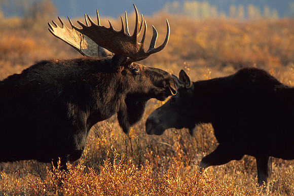SHMS452087 Shiras Bull Moose Courting Cow