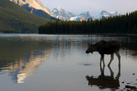 Shiras Cow Moose, Canadian Rockies - SHMS00201