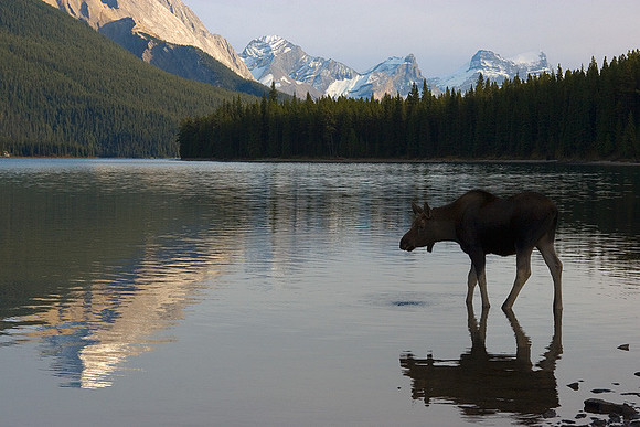 Shiras Cow Moose, Canadian Rockies - SHMS00201