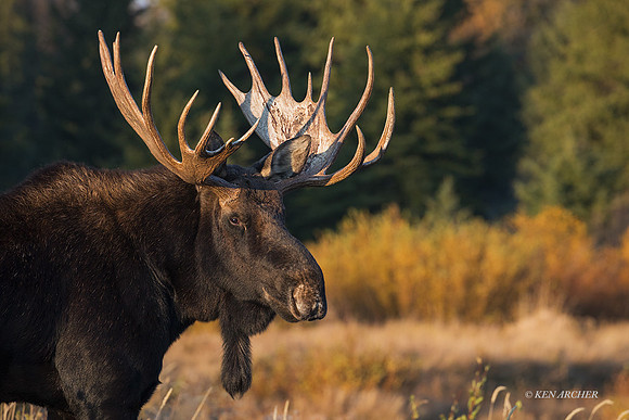SHMS02187 - Shiras Moose
