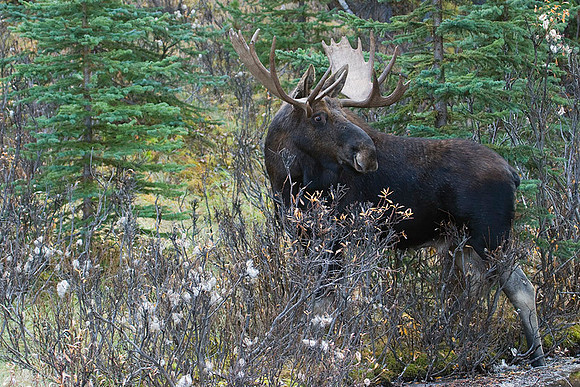 SHMS00175 Shiras Moose