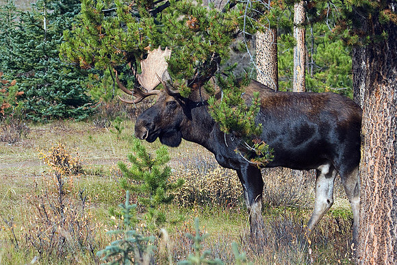 SHMS00067 Shiras Moose
