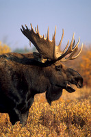 SHMS452083 Shiras Bull Moose Calling