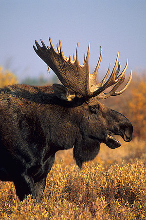 SHMS452083 Shiras Bull Moose Calling