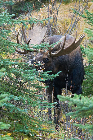 SHMS00146 Shiras Moose