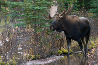 SHMS00171 Shiras Moose