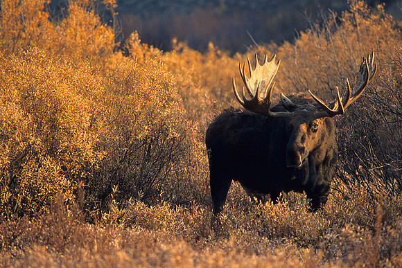 SHMS452085 Shiras Bull Moose