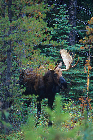 SHMS452382 Shiras Bull Moose