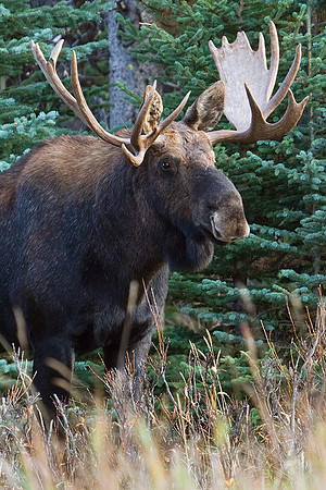SHMS00216 Shiras Bull Moose
