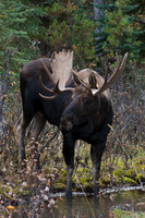 Shiras Bull Moose