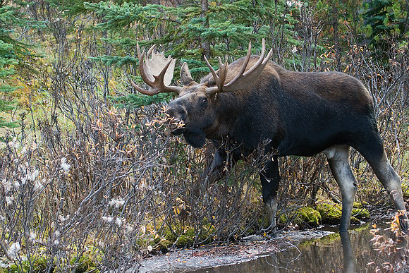 SHMS00173 Shiras Moose