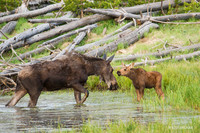 SHMS00302 - Shiras Moose