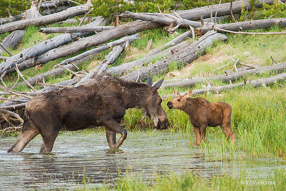 SHMS00302 - Shiras Moose