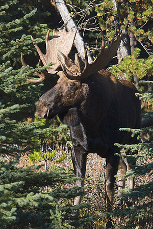 SHMS00237 Shiras Moose