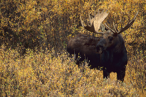 SHMS452147 Shiras Bull Moose, autumn willows