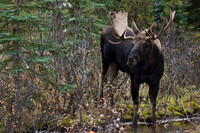 Shiras Bull Moose - SHMS00166