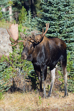 SHMS00228 Shiras Moose