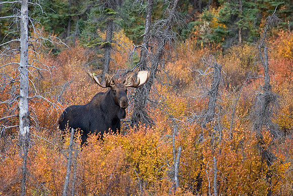 SHMS00275 Shiras Bull Moose