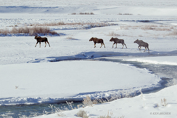 SMWR00227 - Shiras Moose