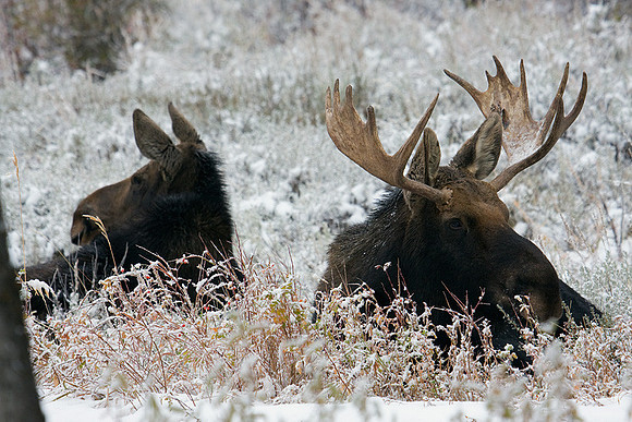 SHMS00523 Shiras Moose