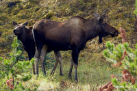 SHMS00129 Shiras Moose