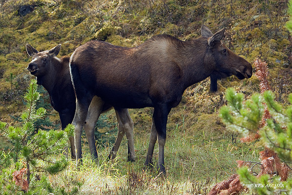 SHMS00129 Shiras Moose
