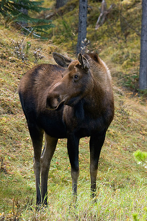 SHMS00128 Shiras Moose