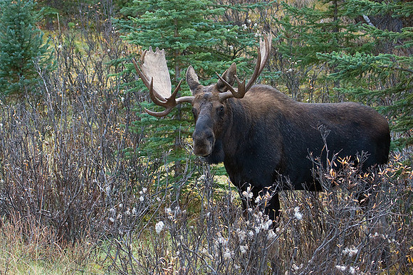 SHMS00185 Shiras Moose