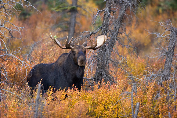 SHMS00264 Shiras Moose
