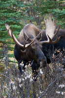 SHMS00191 Shiras Moose