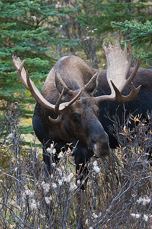 SHMS00191 Shiras Moose
