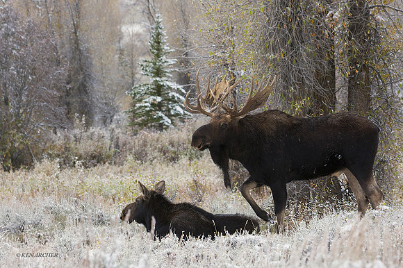 SHMS00325 Shiras Moose