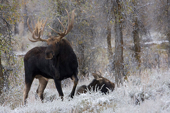 SHMS00326 Shiras Moose