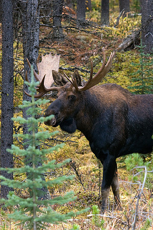 SHMS00102 Shiras Moose