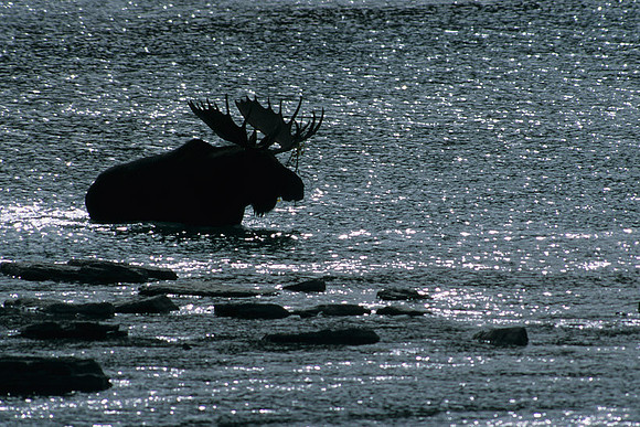 SHMS452257 Shiras Bull Moose